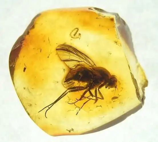 虫琥珀怎么高价收购