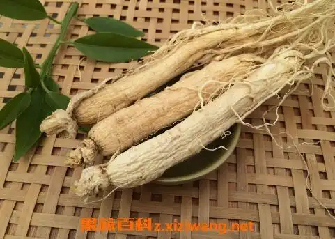 生晒参的功效与作用及禁忌_中药知识_做法,功效与作用,营养价值z.