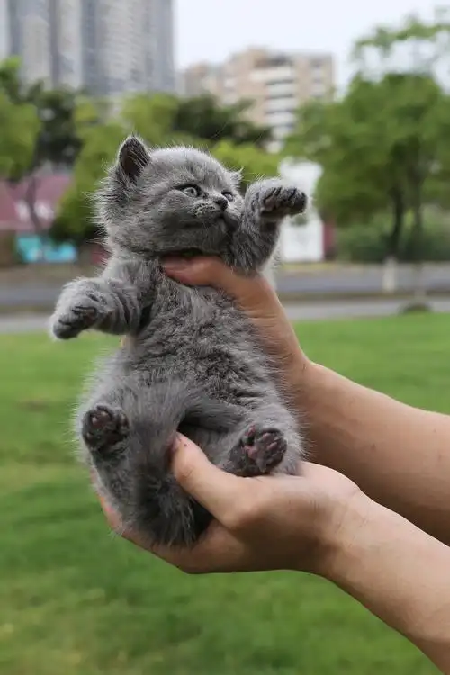 603英短纯蓝公沐米猫舍英短双血统蓝猫