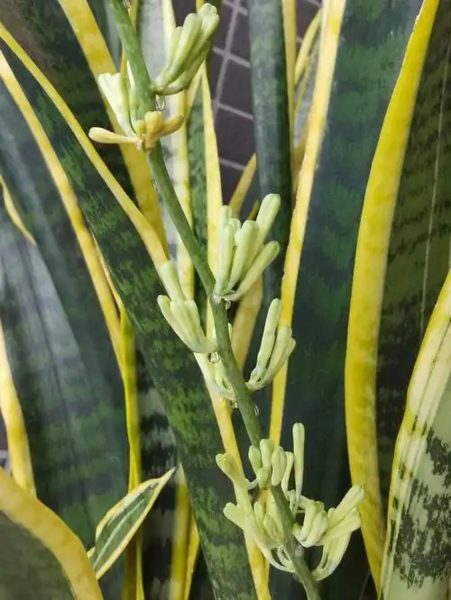 虎皮兰开花你见过吗