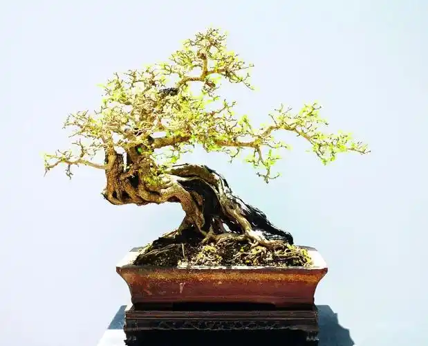 抗疫时刻线上回顾岭南盆景名家吴成发陈昌黄就伟精品展回顾四