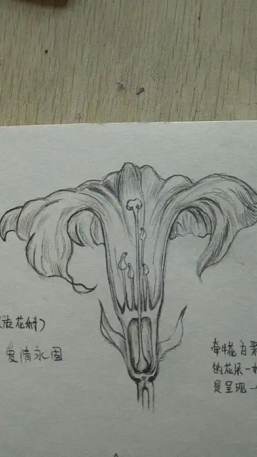 牵牛花解刨画法