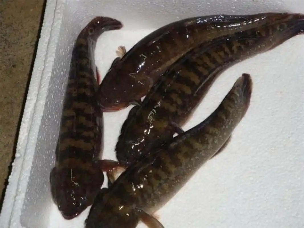 蟹虎鱼野生  一种吃螃蟹的鱼,纯野生,至于有什么功效请看图二