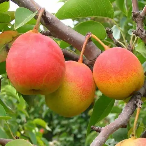 满天红梨树苗价格满天红梨树苗多少钱一棵供应满天红梨树苗