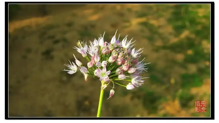 【引用】山蒜花(原创)
