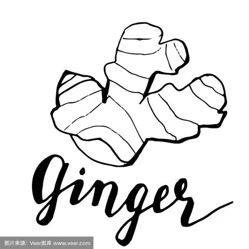 生姜,矢量,草图,印度草医学,绘画插图