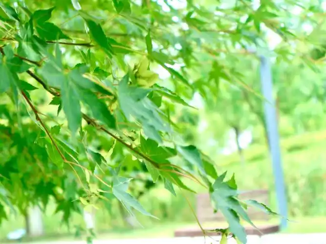 风吹的树叶"沙沙"作响 - 轶逍 - 图虫