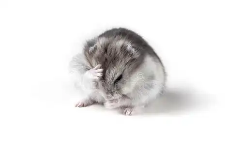 仓鼠的一天英语手抄报 我的一天手抄报