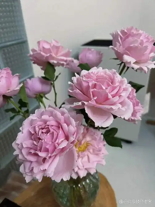 美丽与挑战并存:索菲罗莎月季的特点