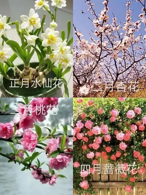 十二个月之花