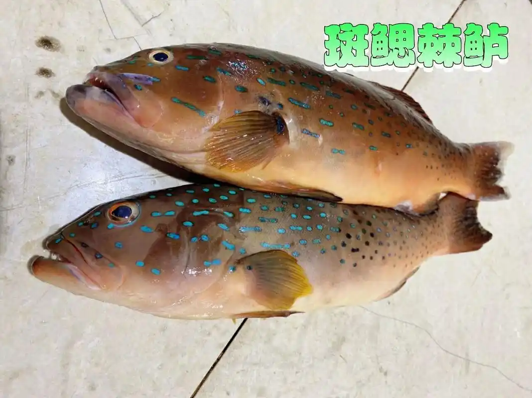 100种深海鱼-23/100 深海鱼介绍 学名:斑鳃棘鲈 目:鲈亚目 科:鮨科 属