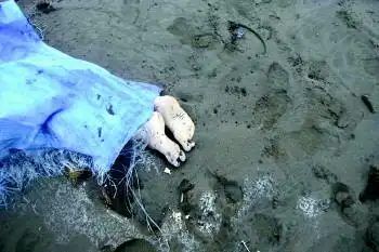 盘点近年大海啸