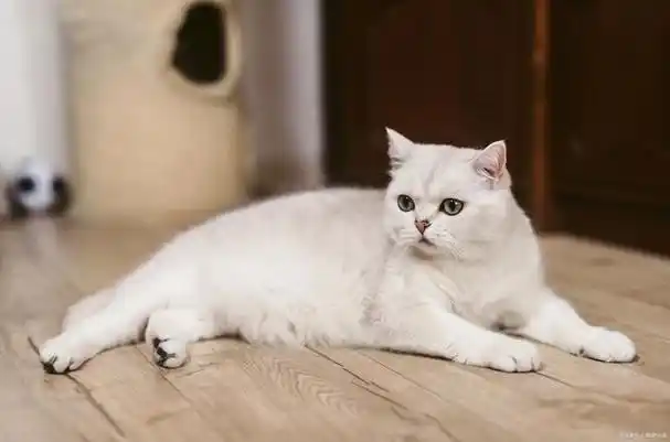 银渐层猫不把你当回事的行为,你家银渐层有吗?