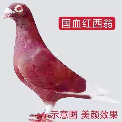 【国血红西翁】精品赛鸽信鸽异色观赏红色好鸽子活体公母一对包活 国