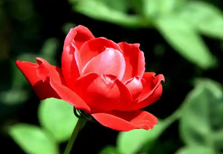 惊艳红色月季花