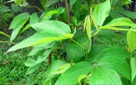 千斤拔的功效与作用 千斤拔的使用禁忌