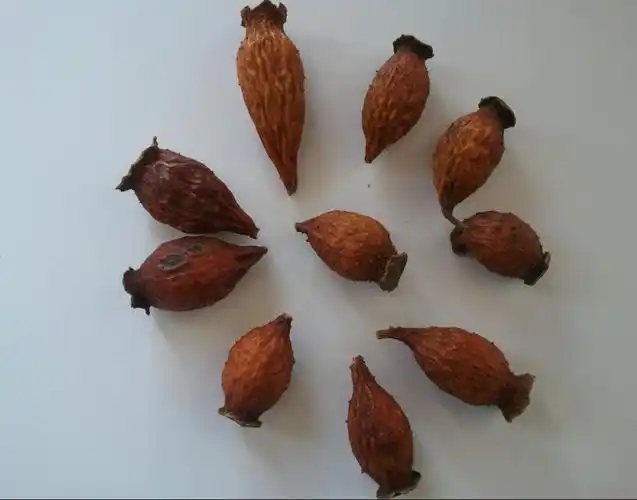 这个果实是叫什么?附图!