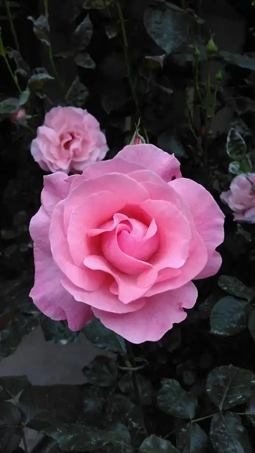 美好的的生活像花朵一样绽放