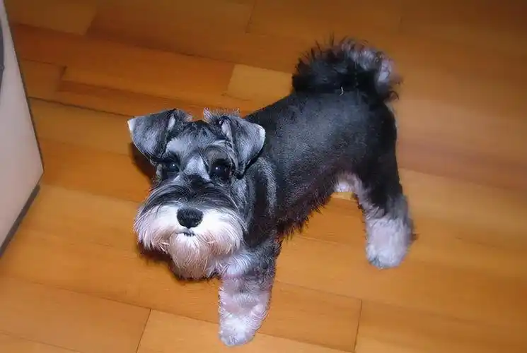 雪纳瑞多少钱一只幼崽雪纳瑞多少钱