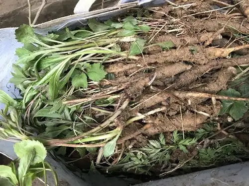 野生中药材种根苗 沙参苗 泡参 南沙参 羊婆奶 土人参 鲜根种苗