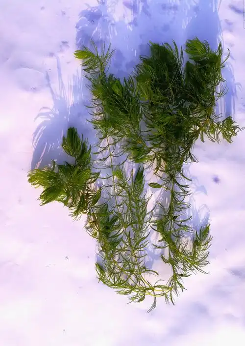 水草金鱼藻净水鱼塘无需底砂好养耐活低温鱼缸水草