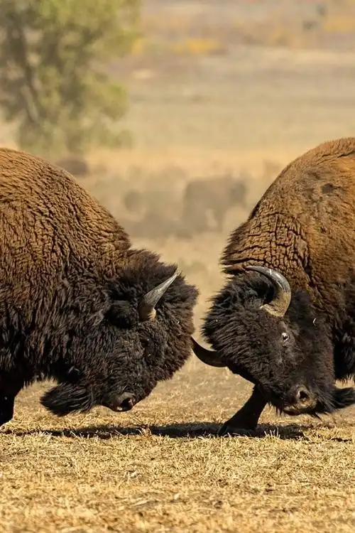 两头水牛在战斗中