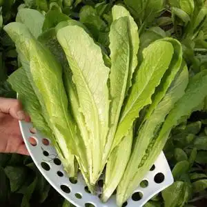 中蔬种业 孔雀菜莱种籽子仔沙拉生菜耐寒秋冬季速生阳台青菜盆栽