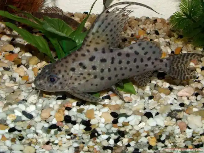 synodontis nigriventris