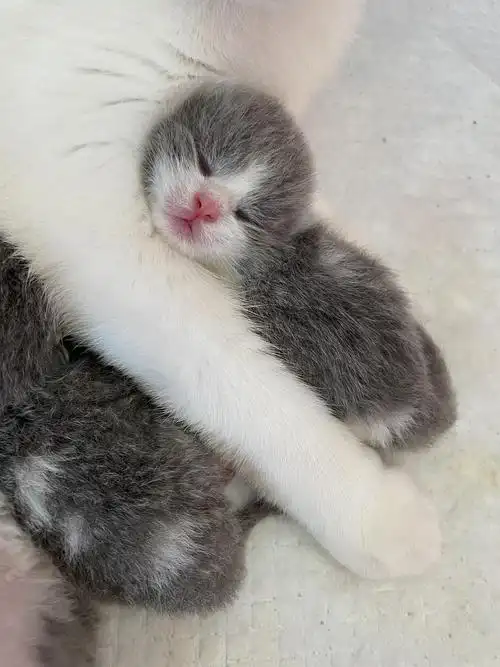 英短蓝白弟弟 妹妹都有 刚出生几天 找家长了 接受上面看猫 6.