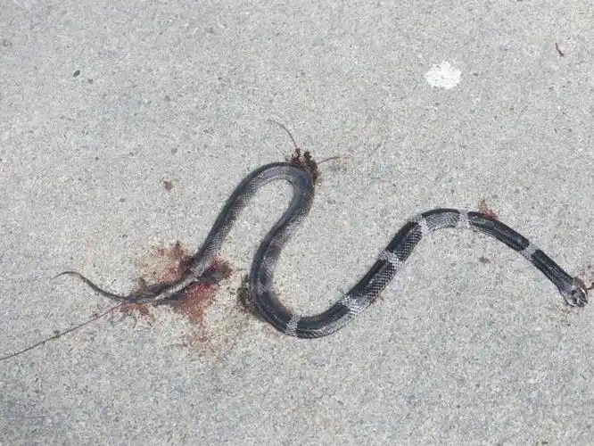 路上见到几条死蛇