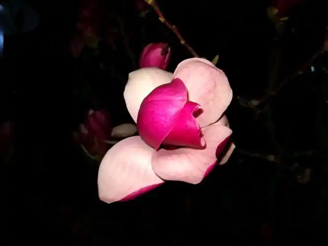 其它 夜色玉兰 写美篇  晚上溜弯,看到院子里的花开了,趁着月色,抓拍