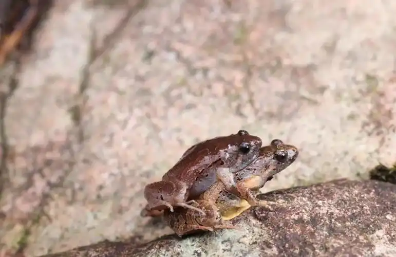 世界滚动:安徽发现蛙类新种大别山有哪些野生动物