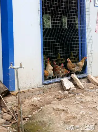 这一个鸡舍能养4000多只鸡投食喂水全部自动化有病鸡立马隔离