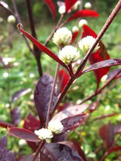 不同其他杂草植物绿色遍布,它全株通红,也因此被直接命名为"红莲子草"