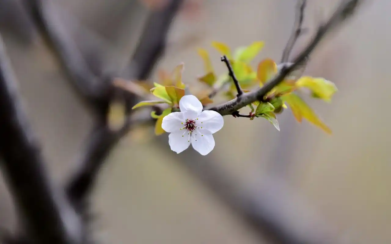 清新淡雅植物花卉微距摄影图片高清壁纸