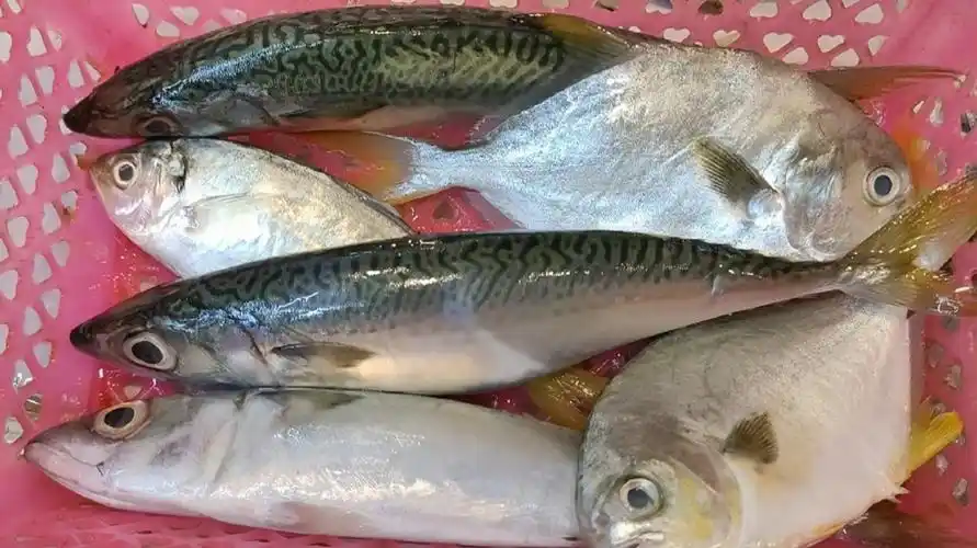 盐水杂鱼煲这个做法味道太鲜美了鱼肉嫩滑原汗原味