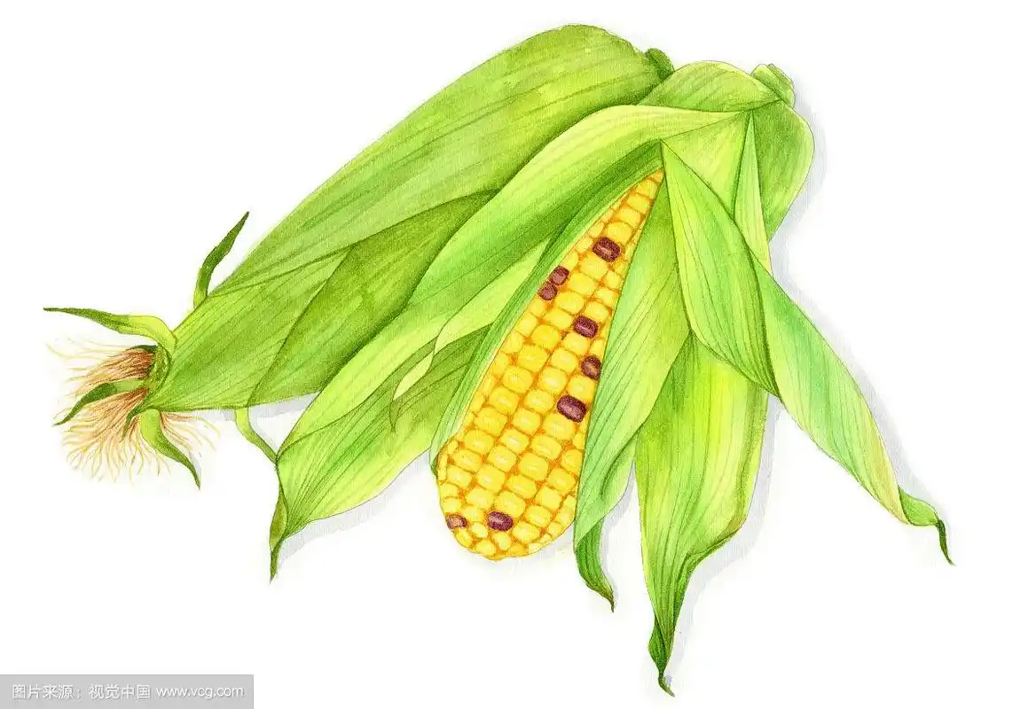 手绘水彩蔬菜玉米设计素材插画