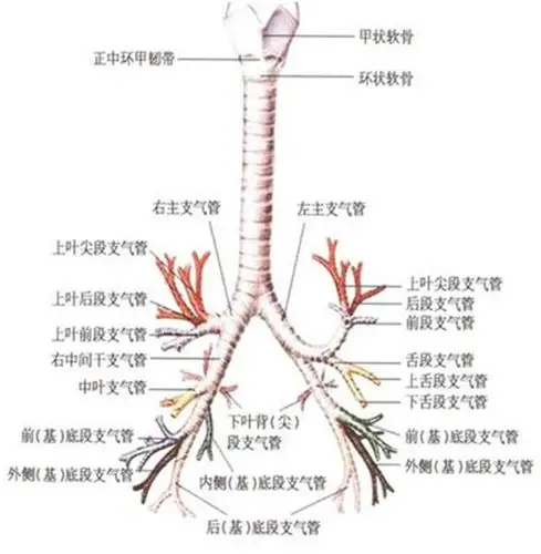 写美篇震动法: (1) 用手紧按胸壁产生震动,使患侧部位支气管壁上的
