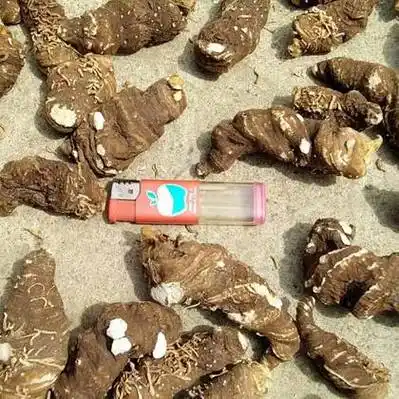 重楼价格行情_今日重楼价格多少钱一斤 _ 一亩田