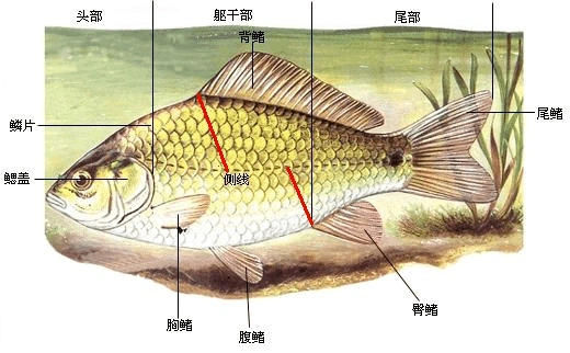 普通生物学-鲫鱼的解剖