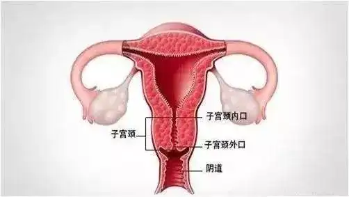 子宫颈的解剖奥妙——为女性防治宫颈疾病提供了契机