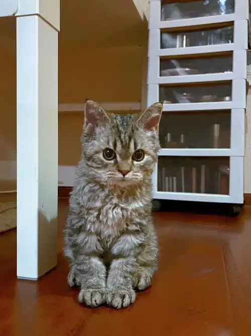 几乎可以忽略的掉毛问题77卷卷小波浪77高级灰棕色02梦中情猫