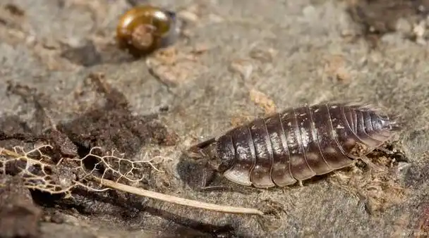 砖缝居民走俏:米汤虫成城里抢手货,一斤销售价达70元!