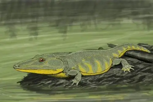 水陆两栖动物原水蝎螈