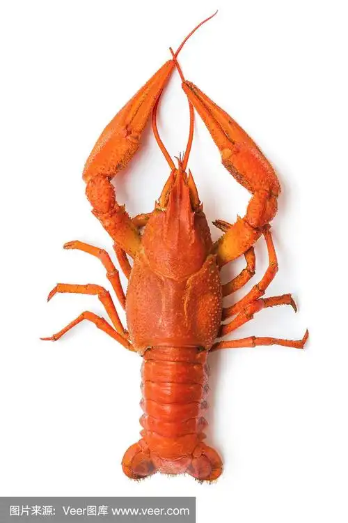 红色的龙虾