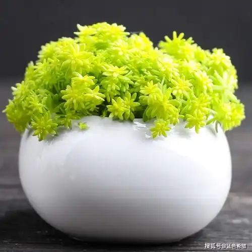 原创多肉黄金草怎么拍?3个思路拍出金黄耀眼的色彩感,让多肉更迷人