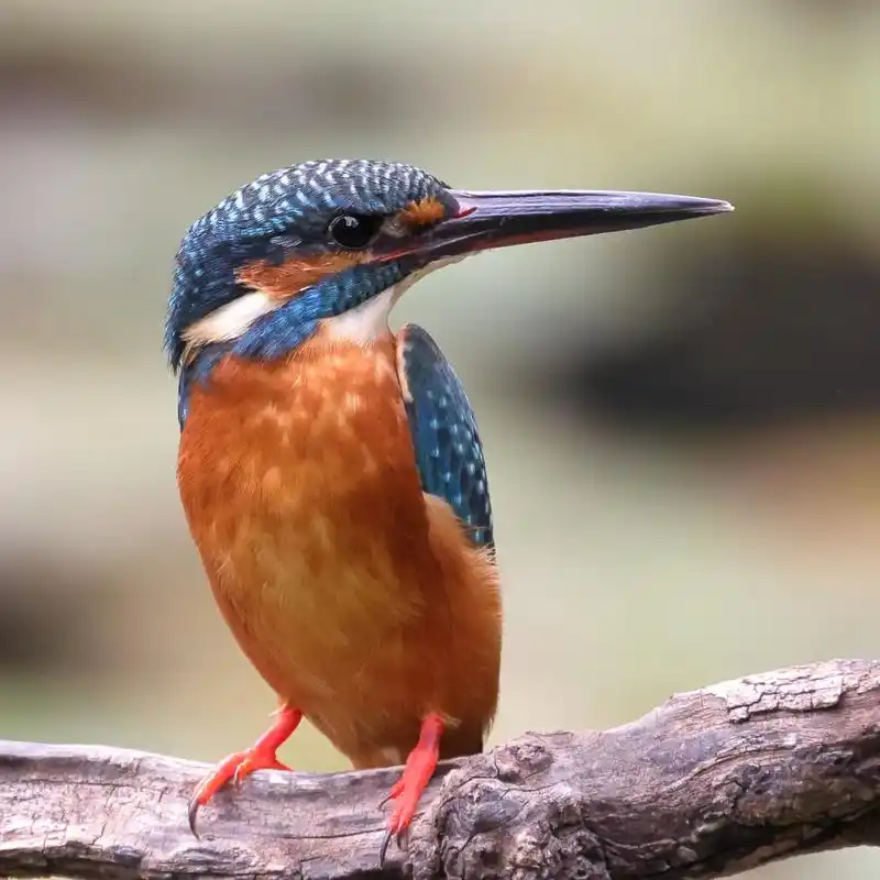 普通翠鸟不普通小小的普通翠鸟,上体金属浅蓝绿色,体羽艳丽而 - 抖音