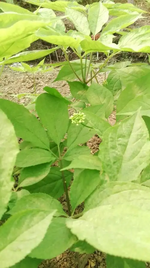 长白山区人参种植园以及人参花的功效