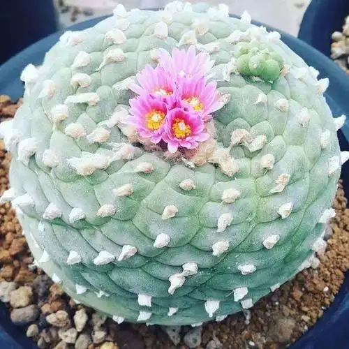 世界十大最贵的多肉排行榜