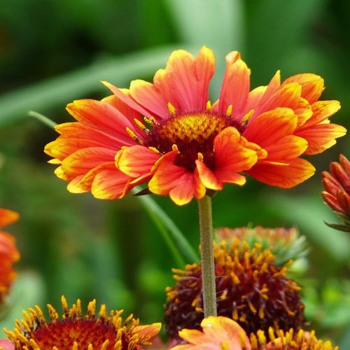 多年生宿根大花天人菊种子耐寒园林景观绿化花卉庭院阳台花种籽子